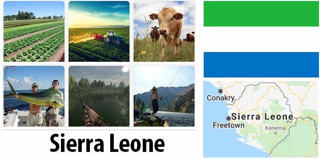 Agriculture and fishing of Sierra Leone