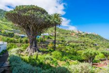 Drago Milenario - Dragon Tree in Tenerife