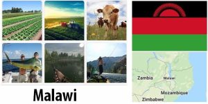 Malawi Agriculture and Fishing