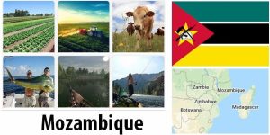 Mozambique Agriculture and Fishing